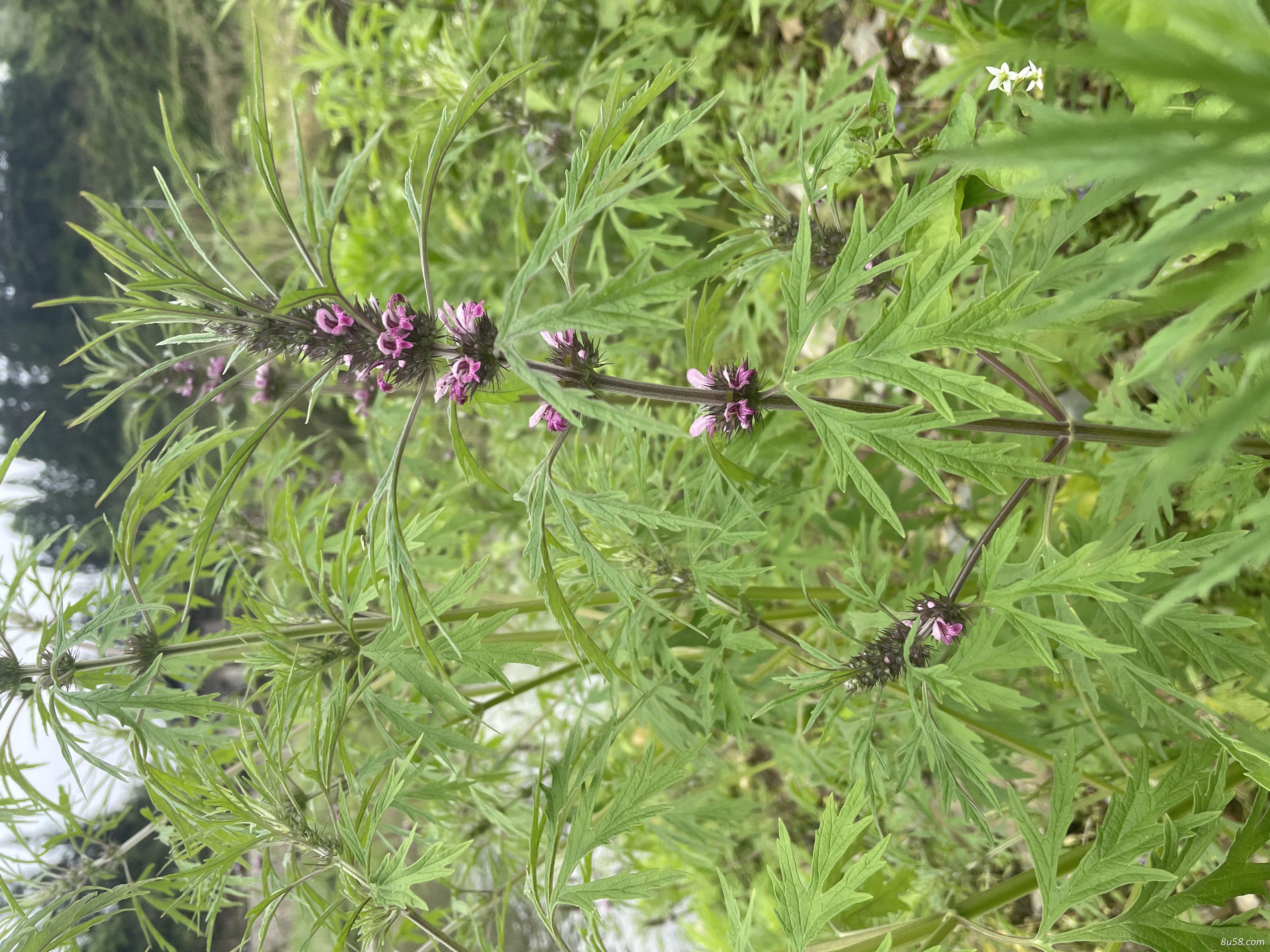野生益母草