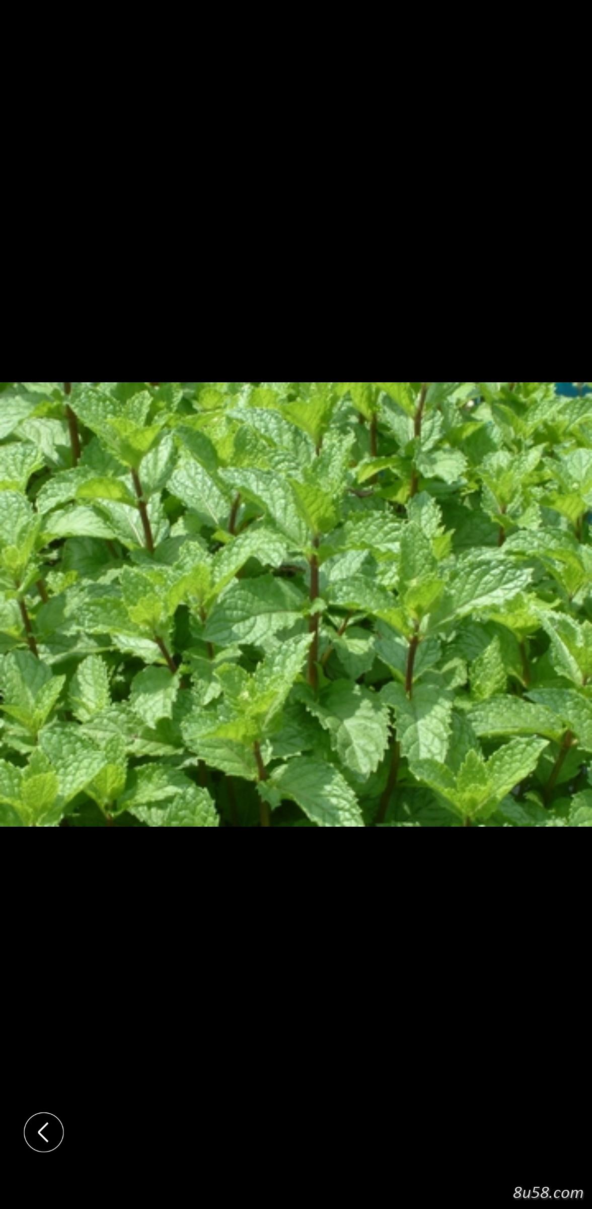 仙草。凉粉草