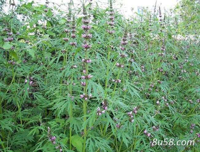野生益母草统货