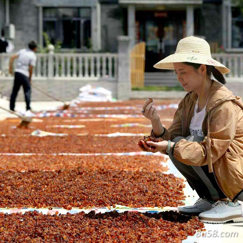 发动农村人采摘的桃胶