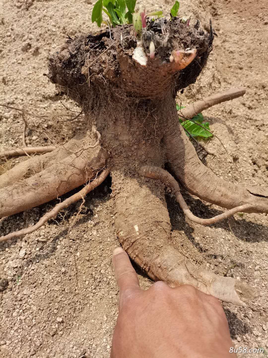 纯野生大商陆出售现挖现卖 纯野生大商陆出售现挖现卖