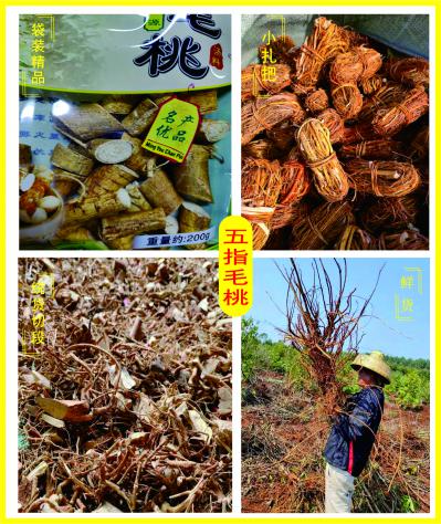 五指毛桃干货小扎把切段鲜货大量供应