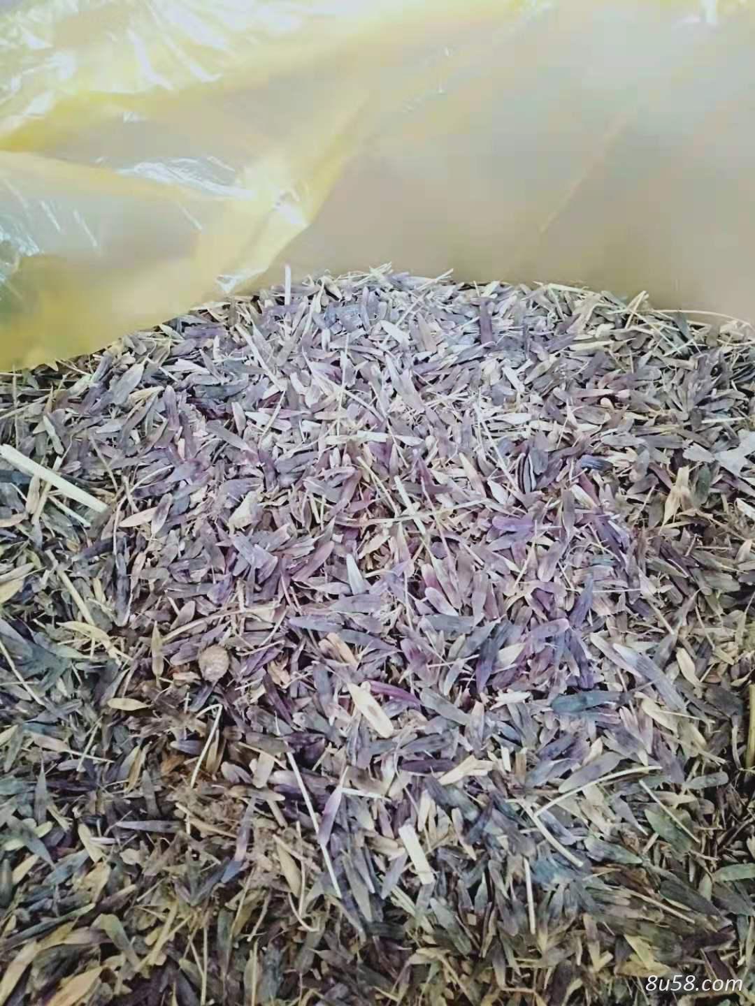 板蓝根籽