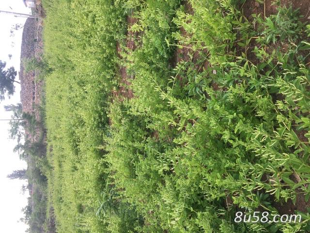 金银花大量现货 金银花大量现货