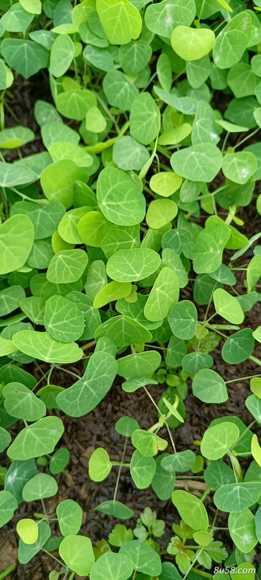 优质防己苗,粉防己苗,土防己移栽苗 优质防己苗,粉防己苗,土防己移栽苗