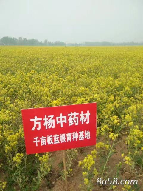 2021新板蓝根种子,小叶高产品种,手工采摘,出芽率95%,质优价廉 2021新板蓝根种子,小叶高产品种,手工采摘,出芽率95%,质优价廉