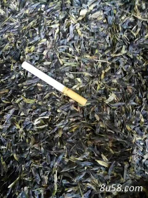 新货板蓝根种子种籽,小叶高产品种,手工采摘,基地直销,大货供应,批发零售,质优价廉,量大价优。出芽率98% 新货板蓝根种子种籽,小叶高产品种,手工采摘,基地直销,大货供应,批发零售,质优价廉,量大价优。出芽率98%