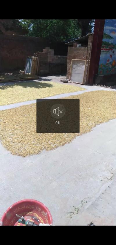 山地金银花