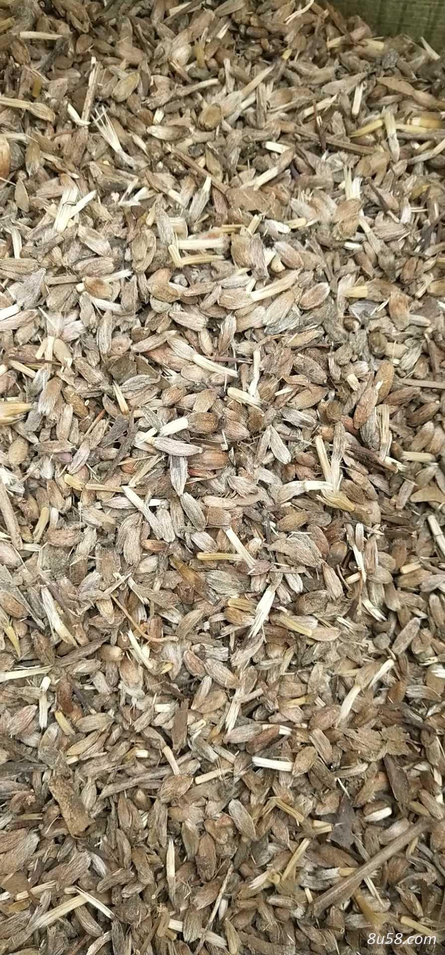 改良白术种子,高产品种,老品种都有,纯新过筛,出芽率95%以上,颗粒饱满均匀,批发零售,低于市场价格 改良白术种子,高产品种,老品种都有,纯新过筛,出芽率95%以上,颗粒饱满均匀,批发零售,低于市场价格