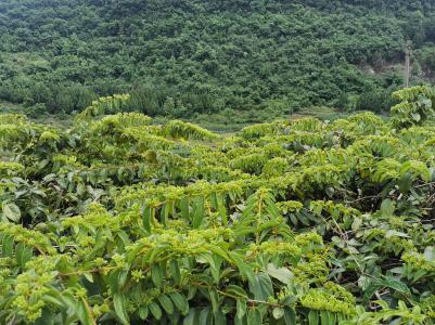 贵州本地山地金银花