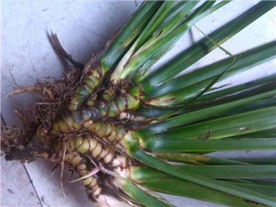 供货野生石菖蒲