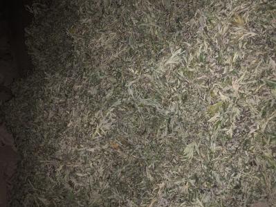 精品艾叶