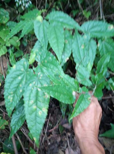 深山野生淫羊藿（鬼尖草）阴阳货仙灵脾、刚前、三枝九叶草、乏力草、铁打杵、三叉骨、九叶草、三角莲