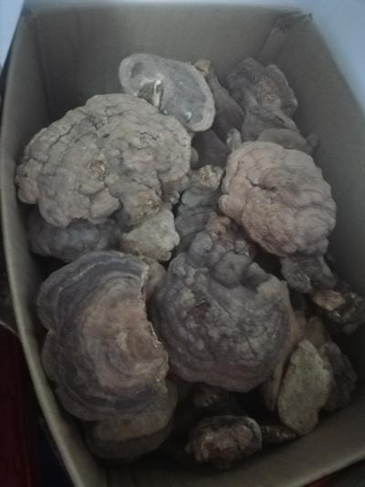有野生平盖灵芝求收购