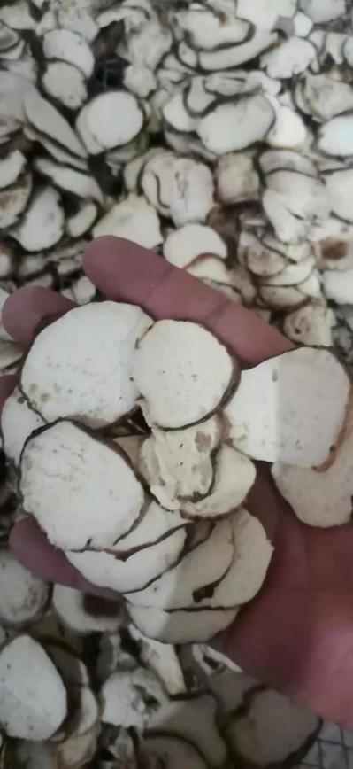 高杆粉质滇重楼