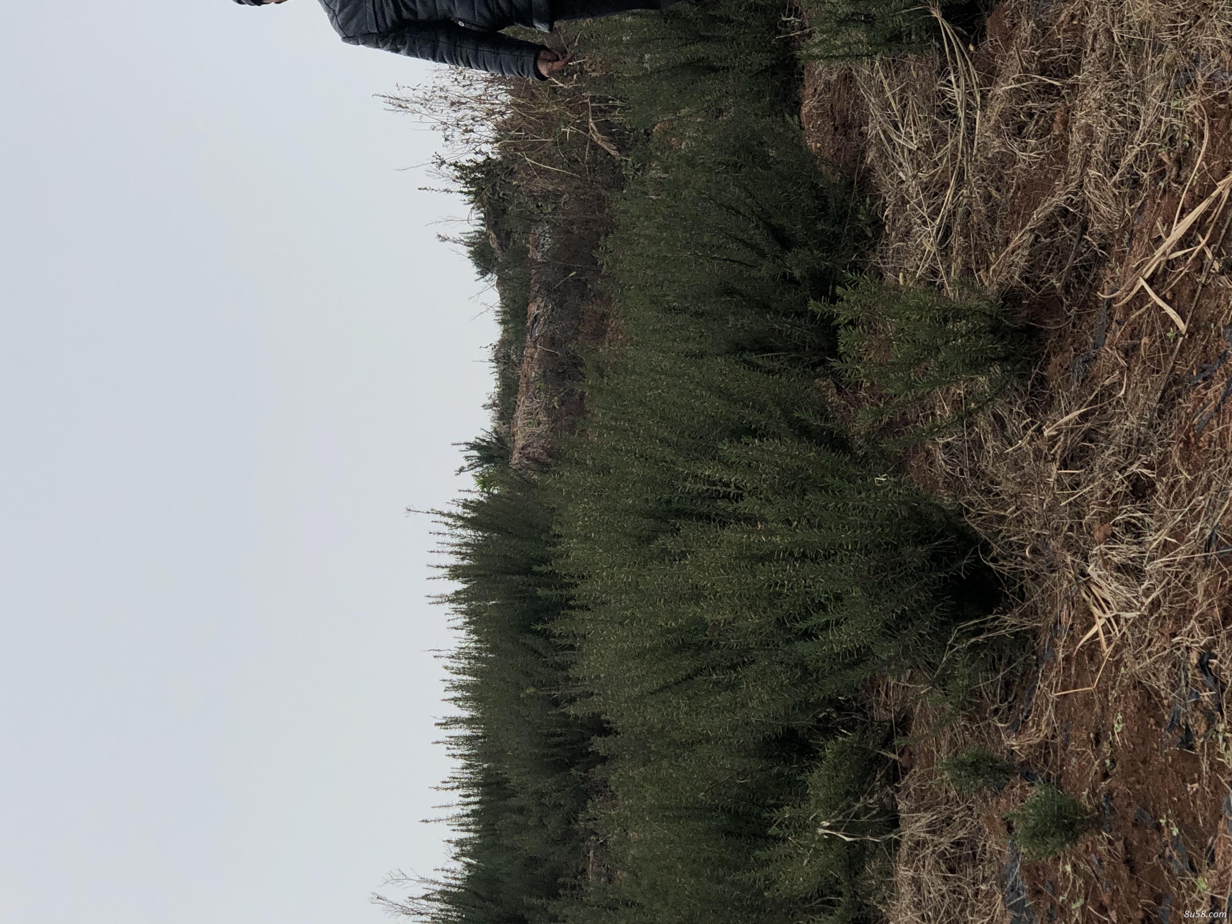 迷迭香干叶，鲜叶