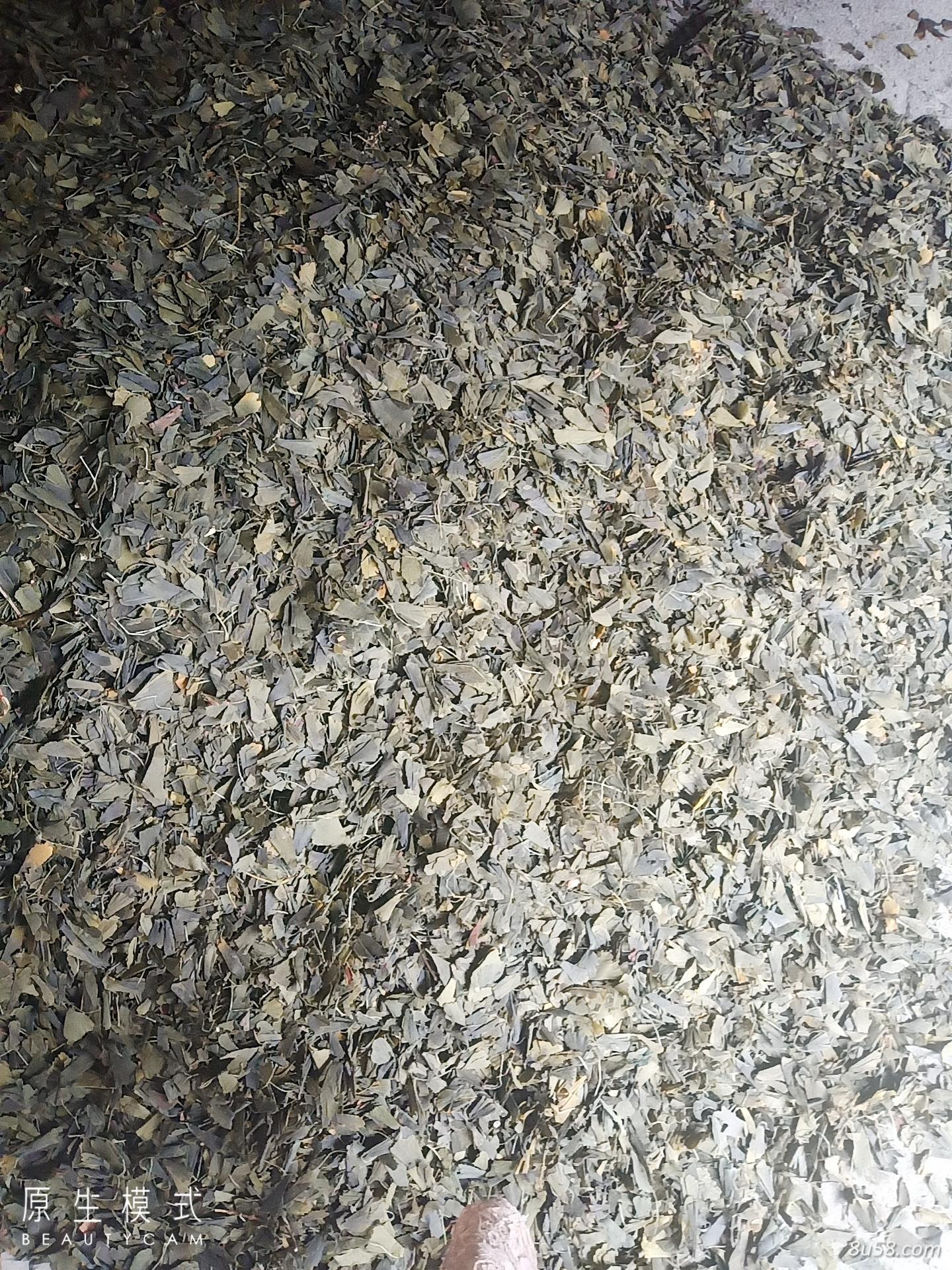 大量供应银杏叶干货(色青) 大量供应银杏叶干货(色青)