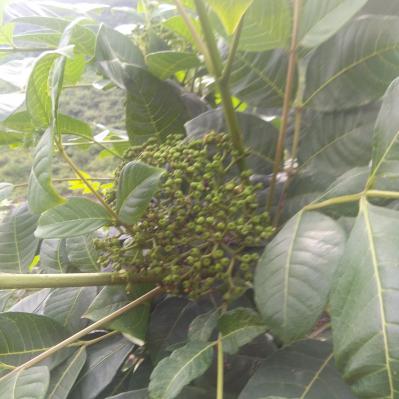 自己种的茶辣