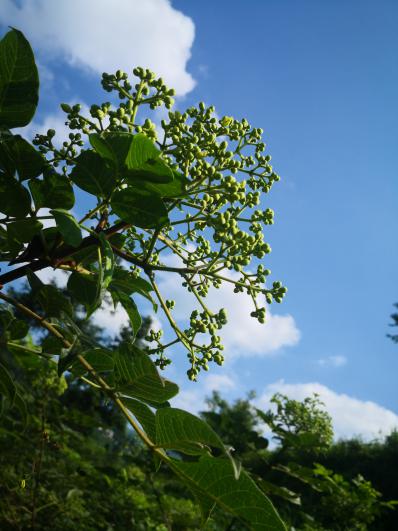 生态吴茱萸