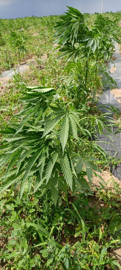 内蒙古根河-出售大量返魂草-有需要的可以联系我