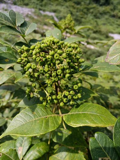 吴茱萸，吴萸,茶辣,辣子,臭辣子,吴椒,臭泡子,漆辣子