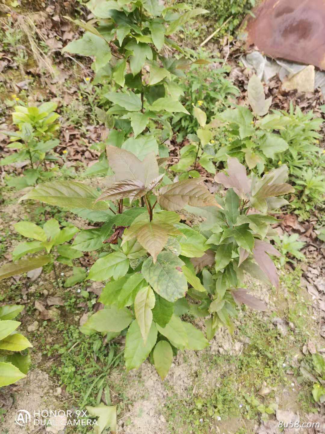半枫荷苗木