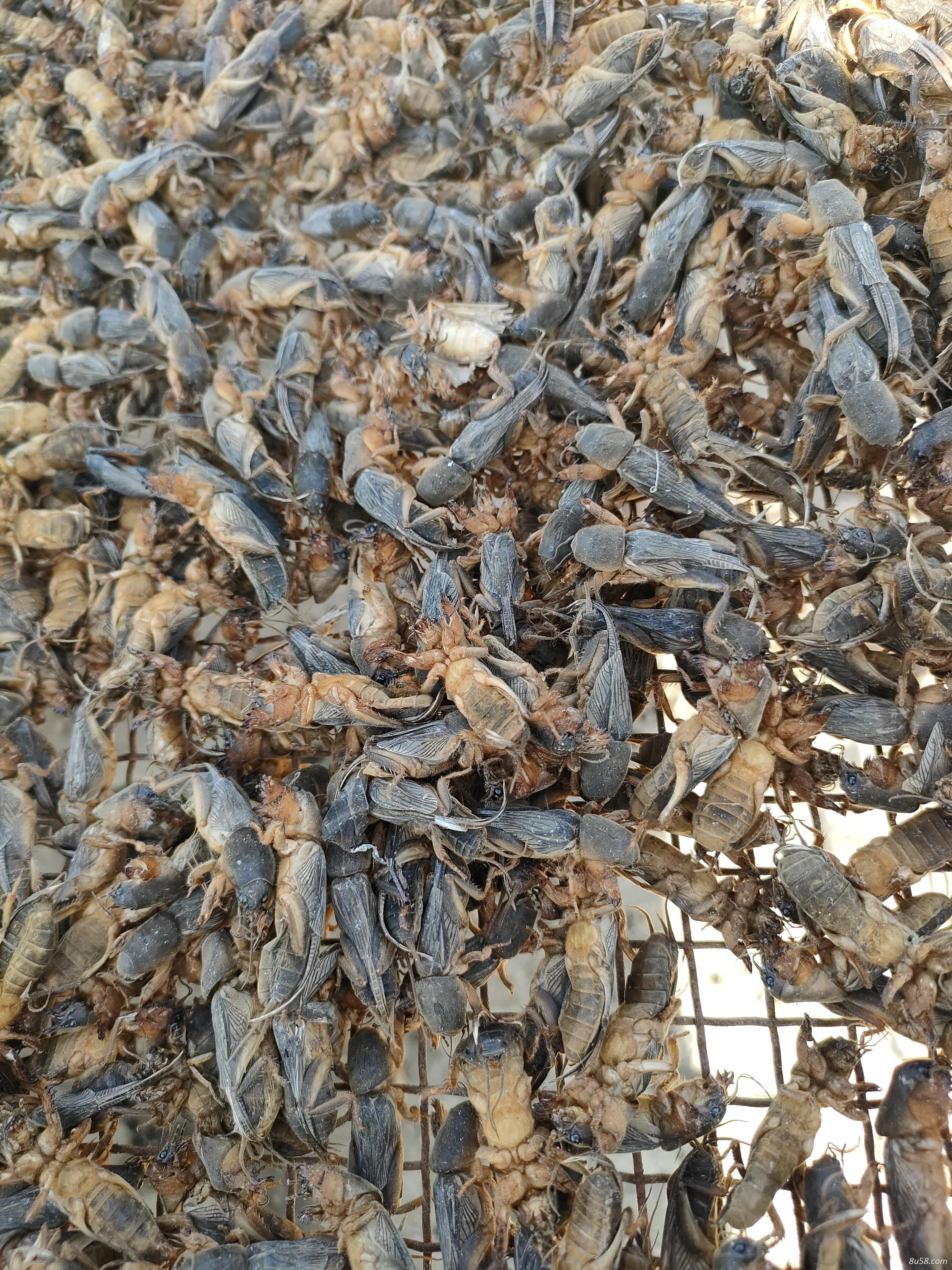 出售大量蝲蝲蛄