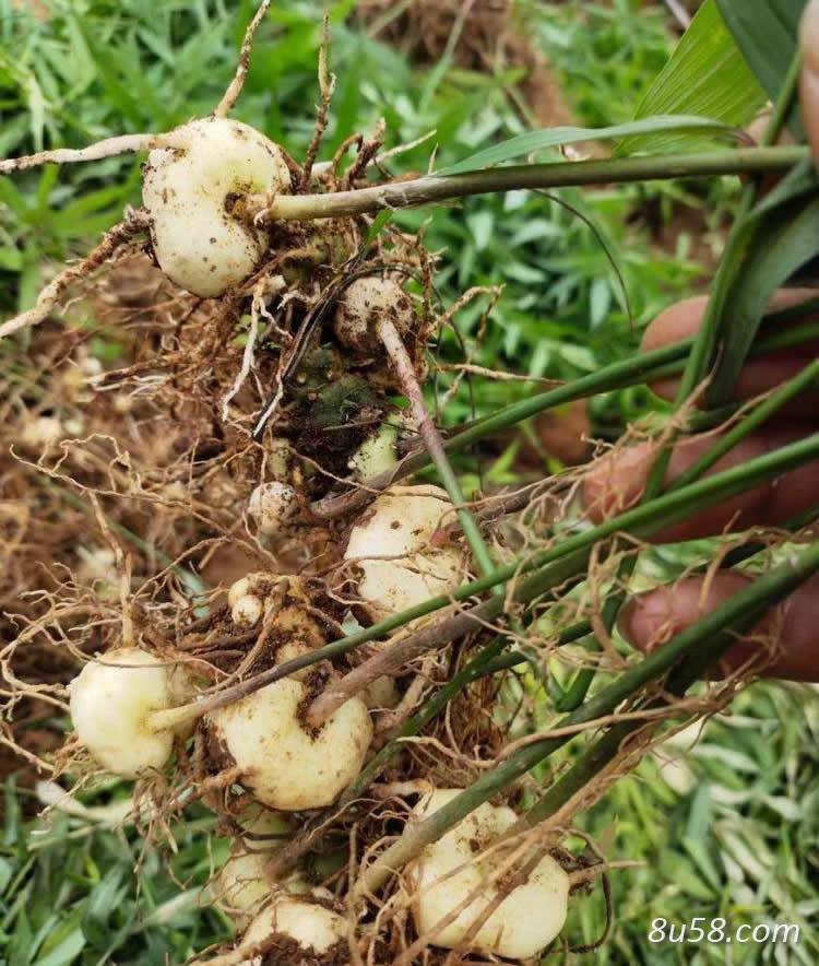 黄精苗1-2年苗批发_滇黄精种植基地_红花滇黄精种子直销价格 黄精苗1-2年苗批发_滇黄精种植基地_红花滇黄精种子直销价格