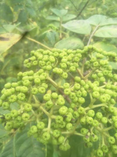 江西中花吴茱萸