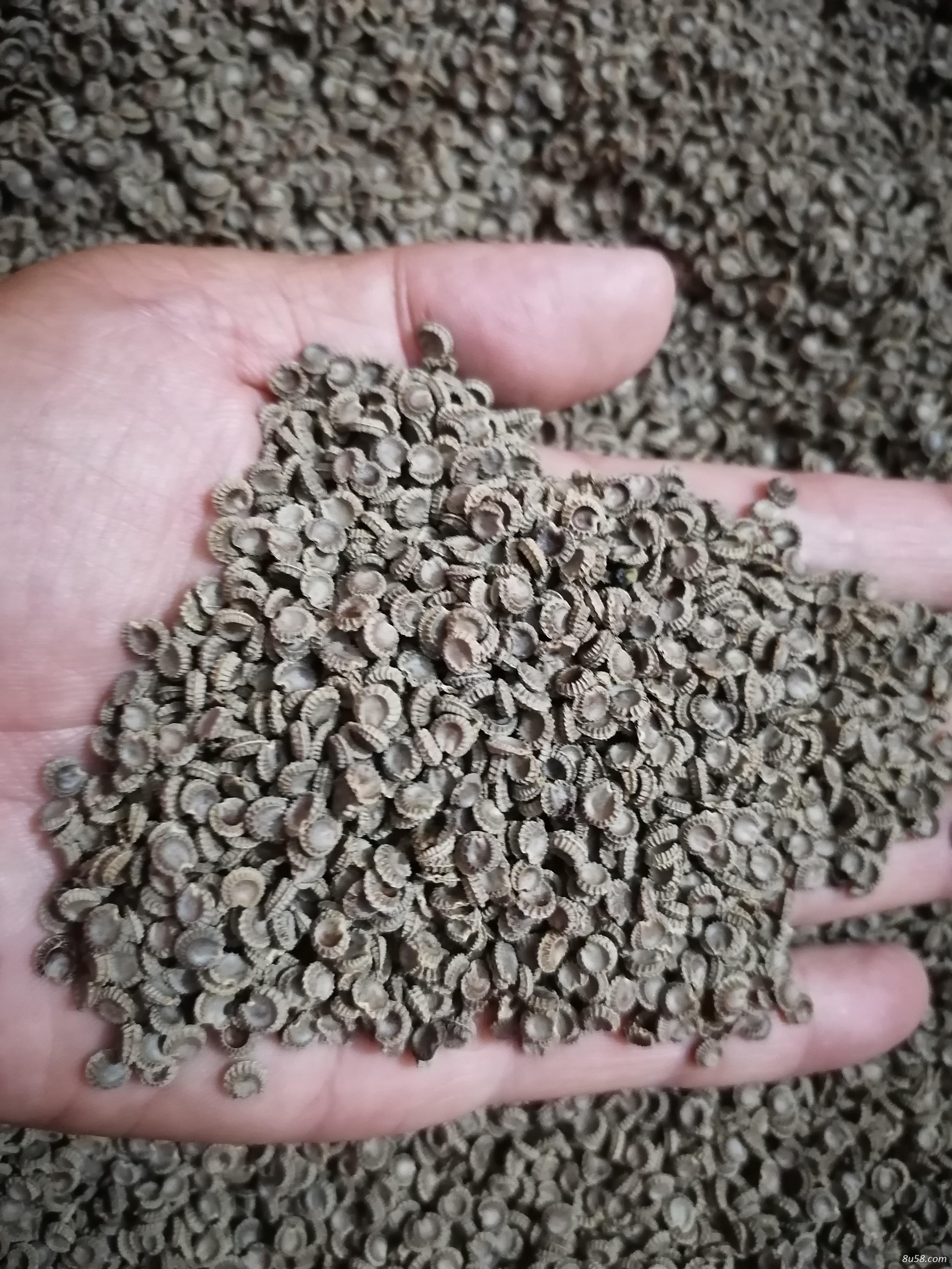 精选粉防己干籽,自己基地种植三年所采种子 精选粉防己干籽,自己基地种植三年所采种子