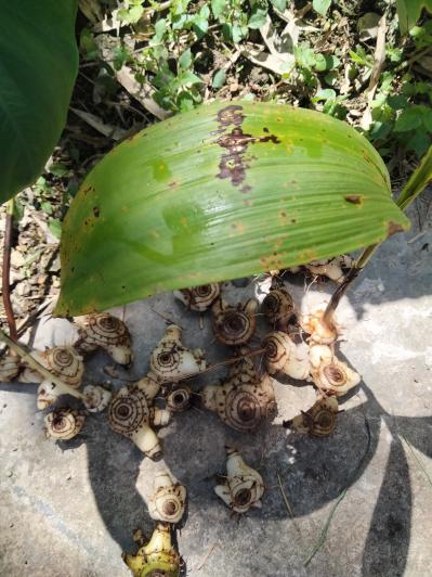 白芨鲜货出售