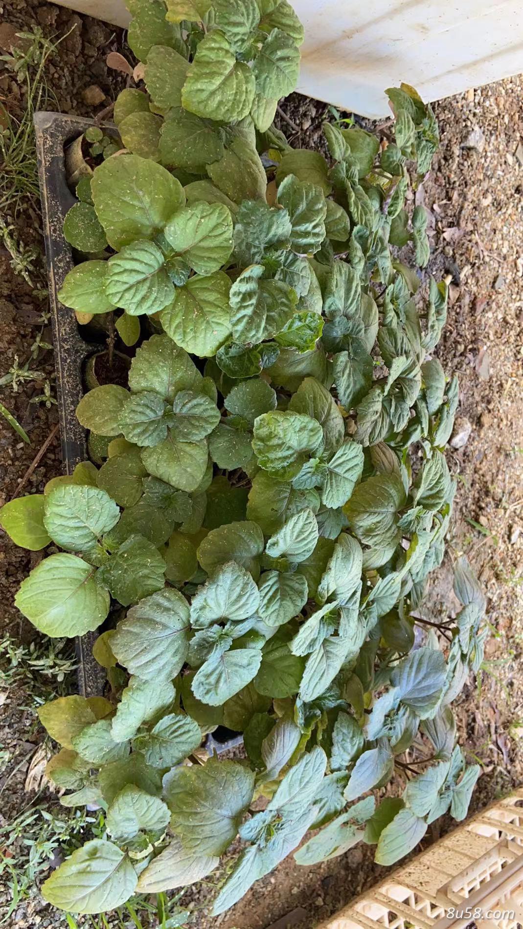 广藿香组培苗