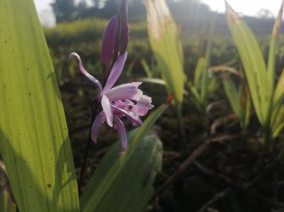18年下种三叉紫花白芨向阳沙土种植计划今年出货紫花三叉白芨