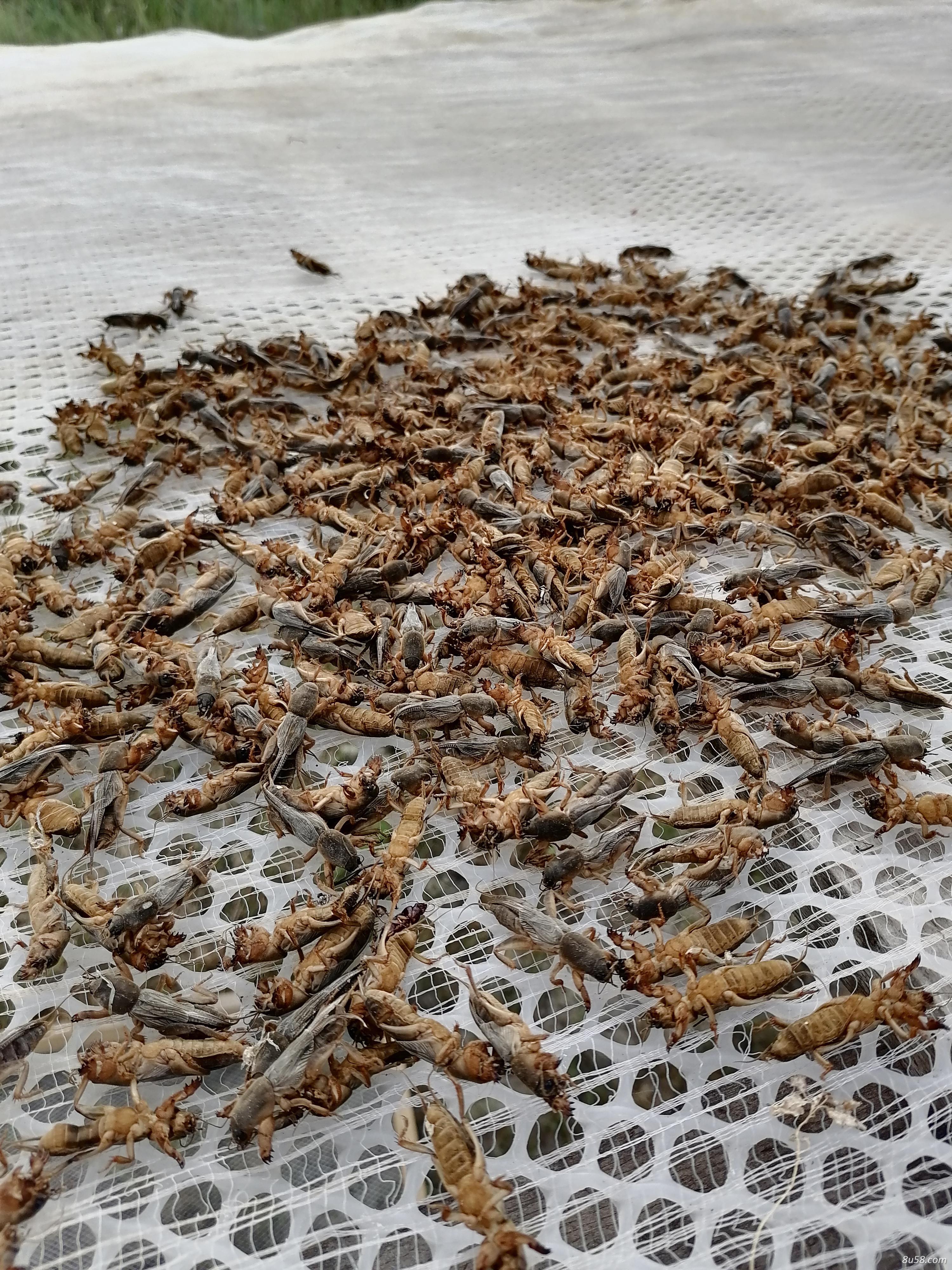 出售当年蝲蝲蛄（蝼蛄）干活