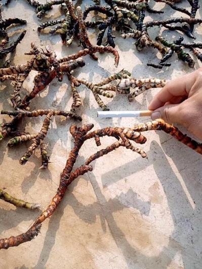 大量新鲜野生石昌蒲出售