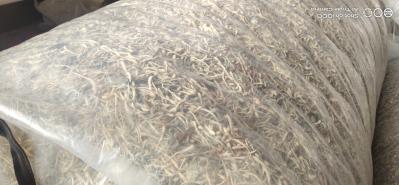 大量优质金银花卖出