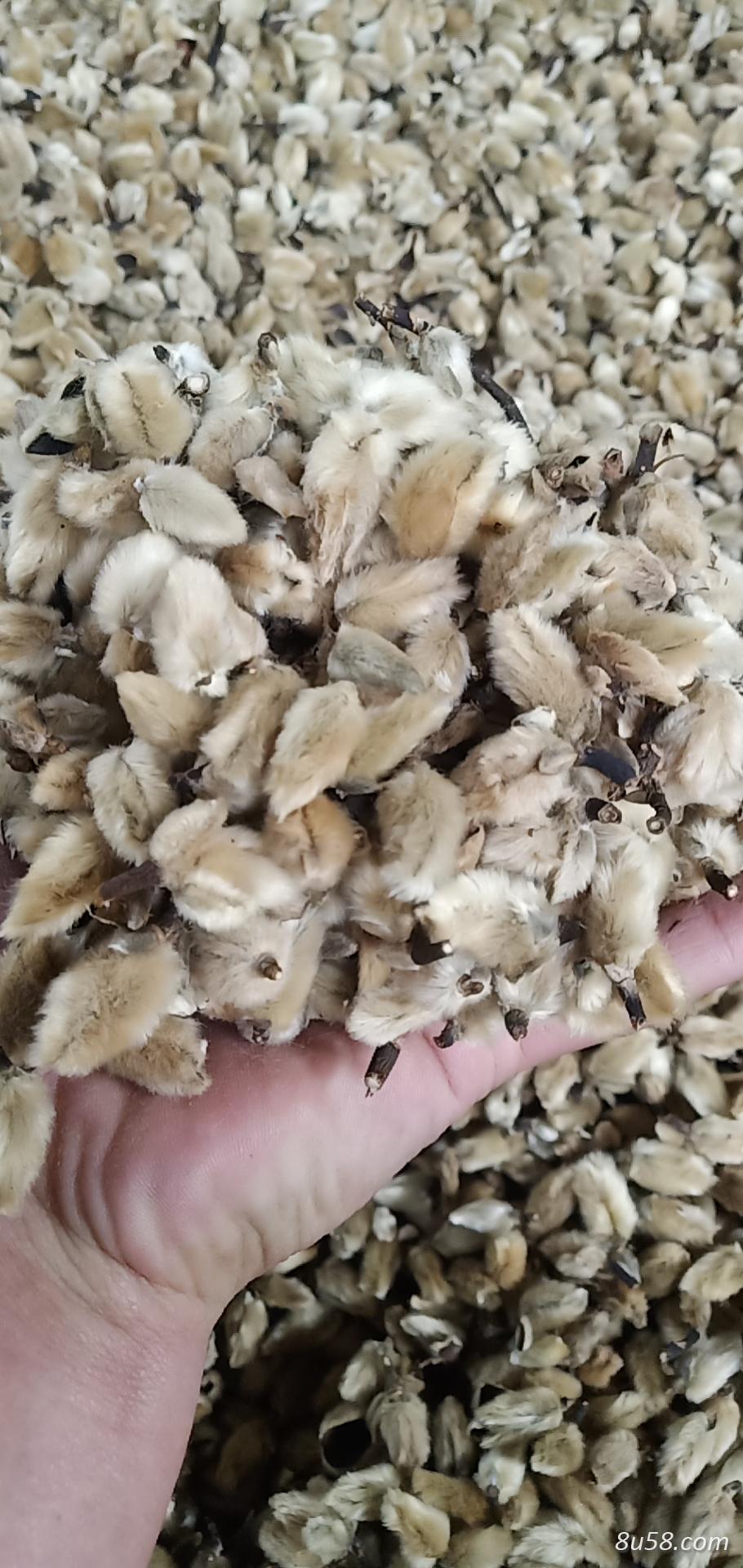 辛夷花 毛桃  产地直销