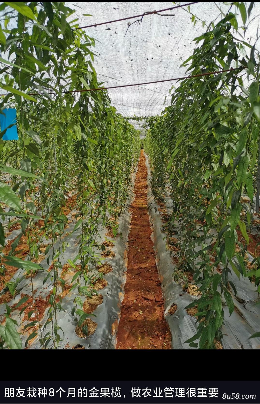 出售雌性金果榄的地下块茎(可做种、直接栽种,栽种2年后,即开花结出果实,果实鲜种目前500元每斤)。 出售雌性金果榄的地下块茎(可做种、直接栽种,栽种2年后,即开花结出果实,果实鲜种目前500元每斤)。