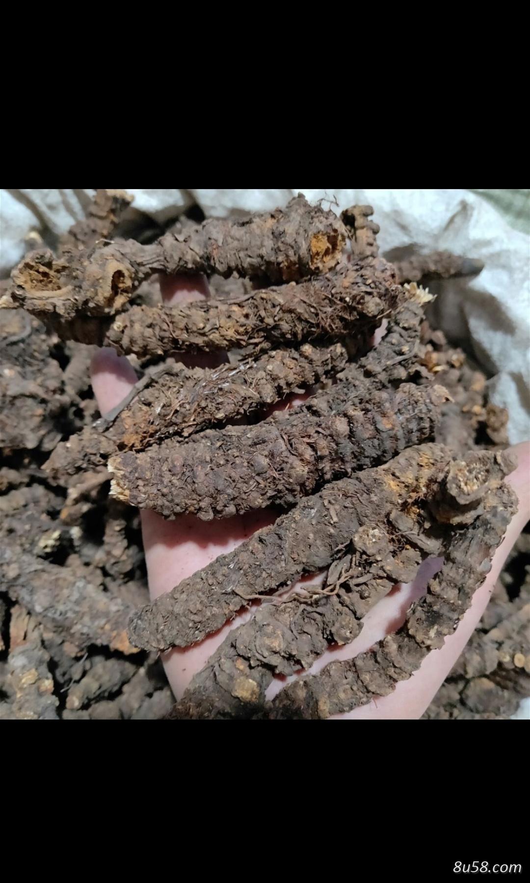 提供大量高原地区羌活