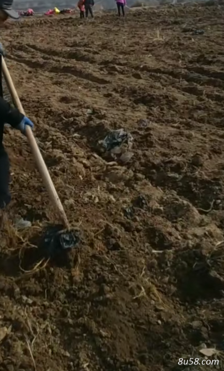 头独活大量出售