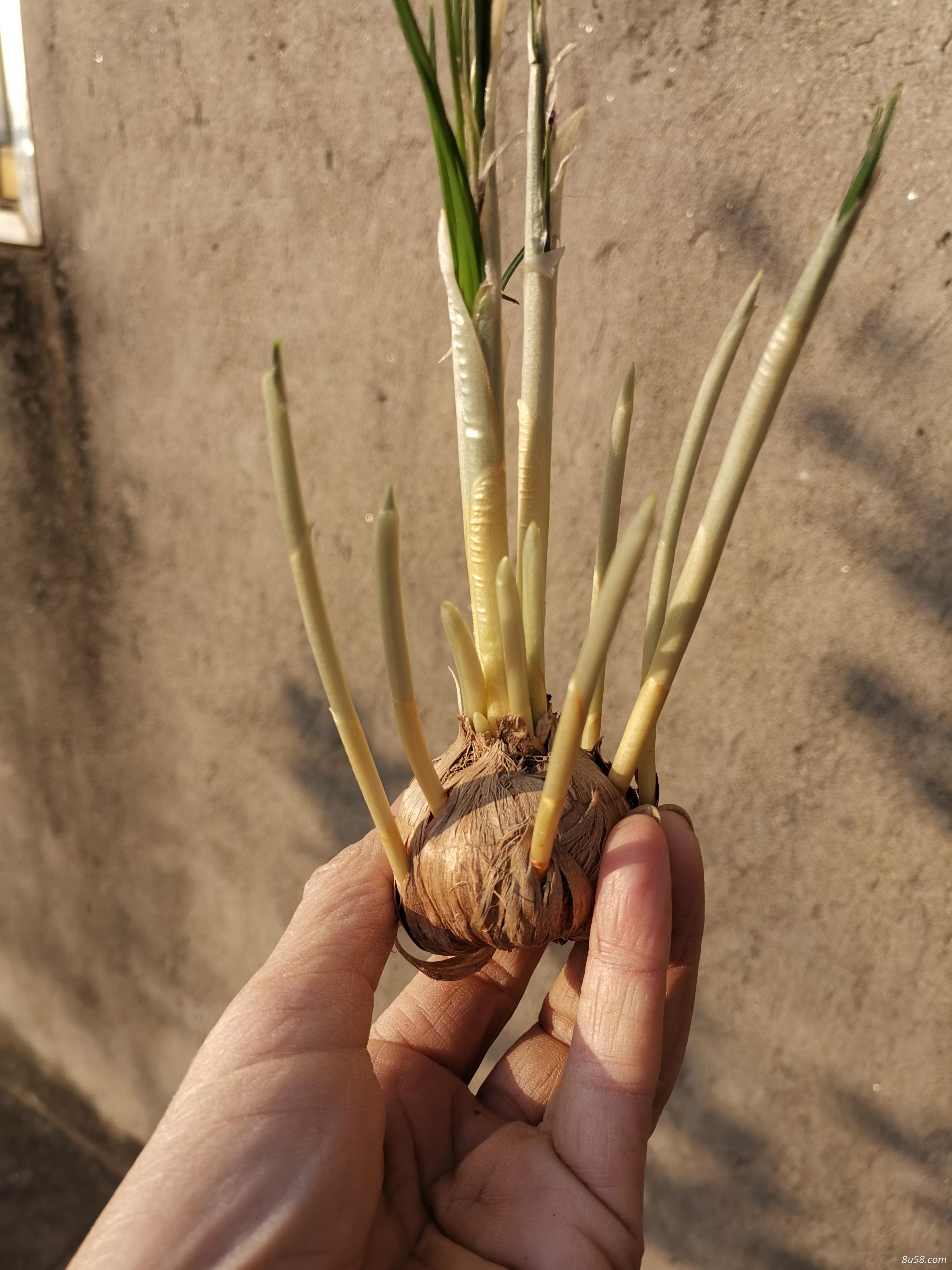 预售西红花种球,提供种植技术,包出苗率。该产品市场需求已逐渐回暖,想种植的朋友要看好机会 预售西红花种球,提供种植技术,包出苗率。该产品市场需求已逐渐回暖,想种植的朋友要看好机会