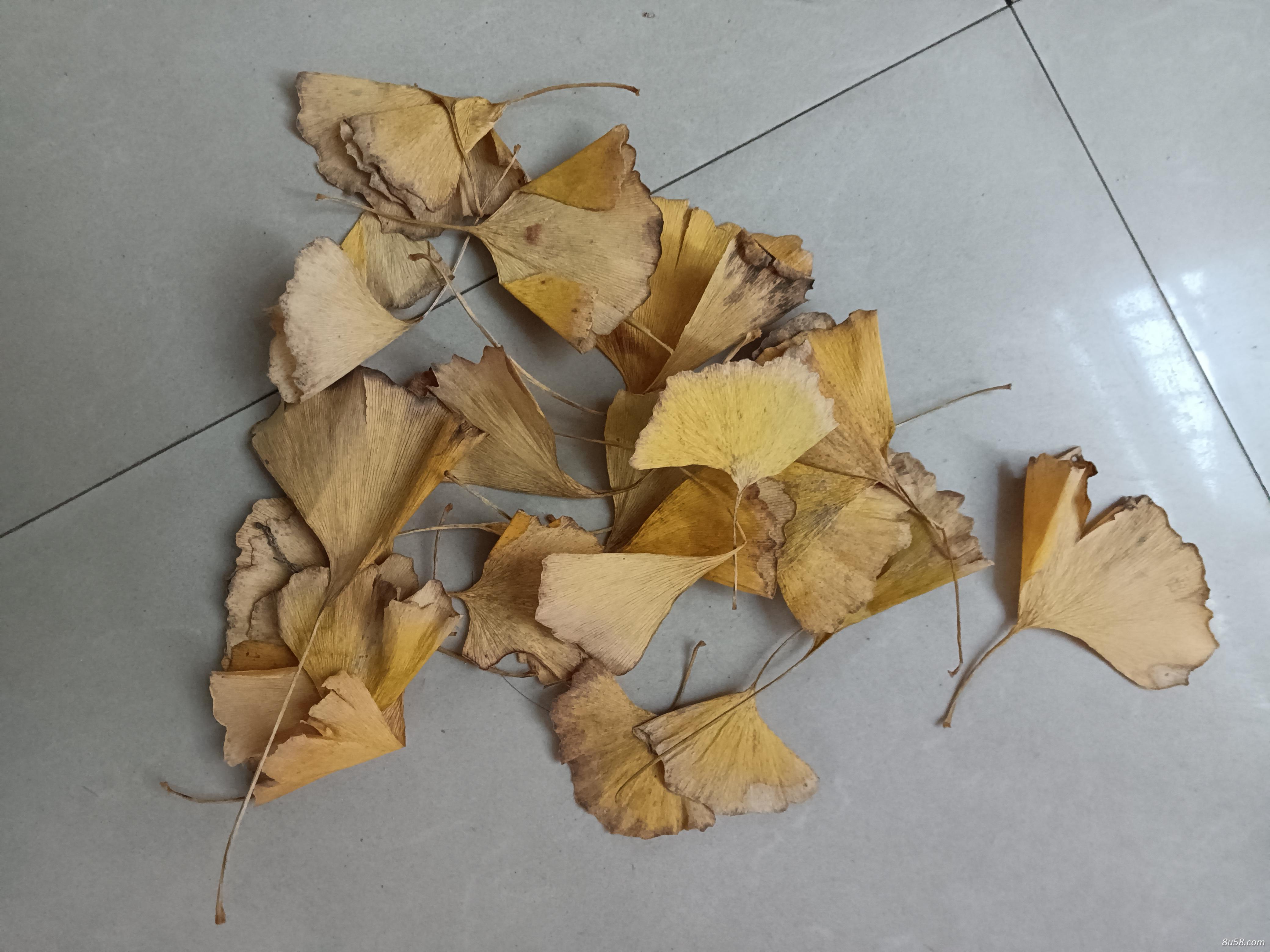 深秋初冬自动掉落黄色银杏树叶 深秋初冬自动掉落黄色银杏树叶