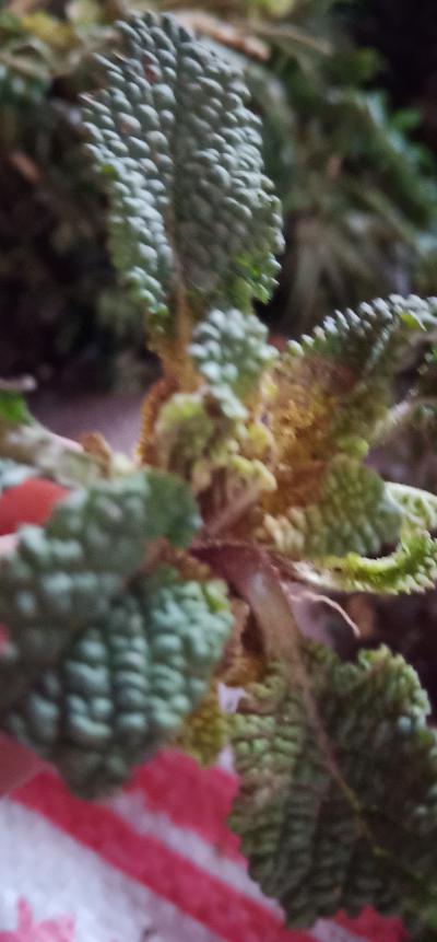供应蛤蟆草