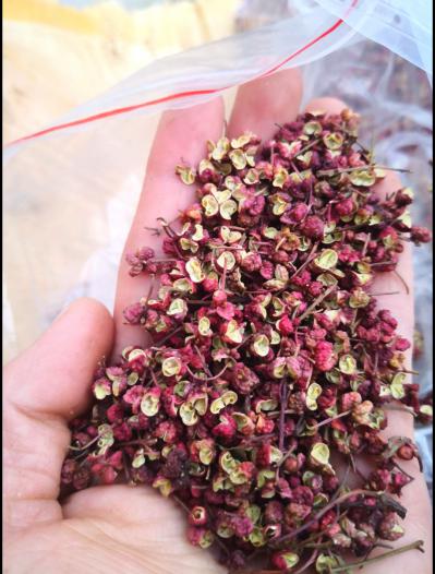 花椒伏椒大红袍