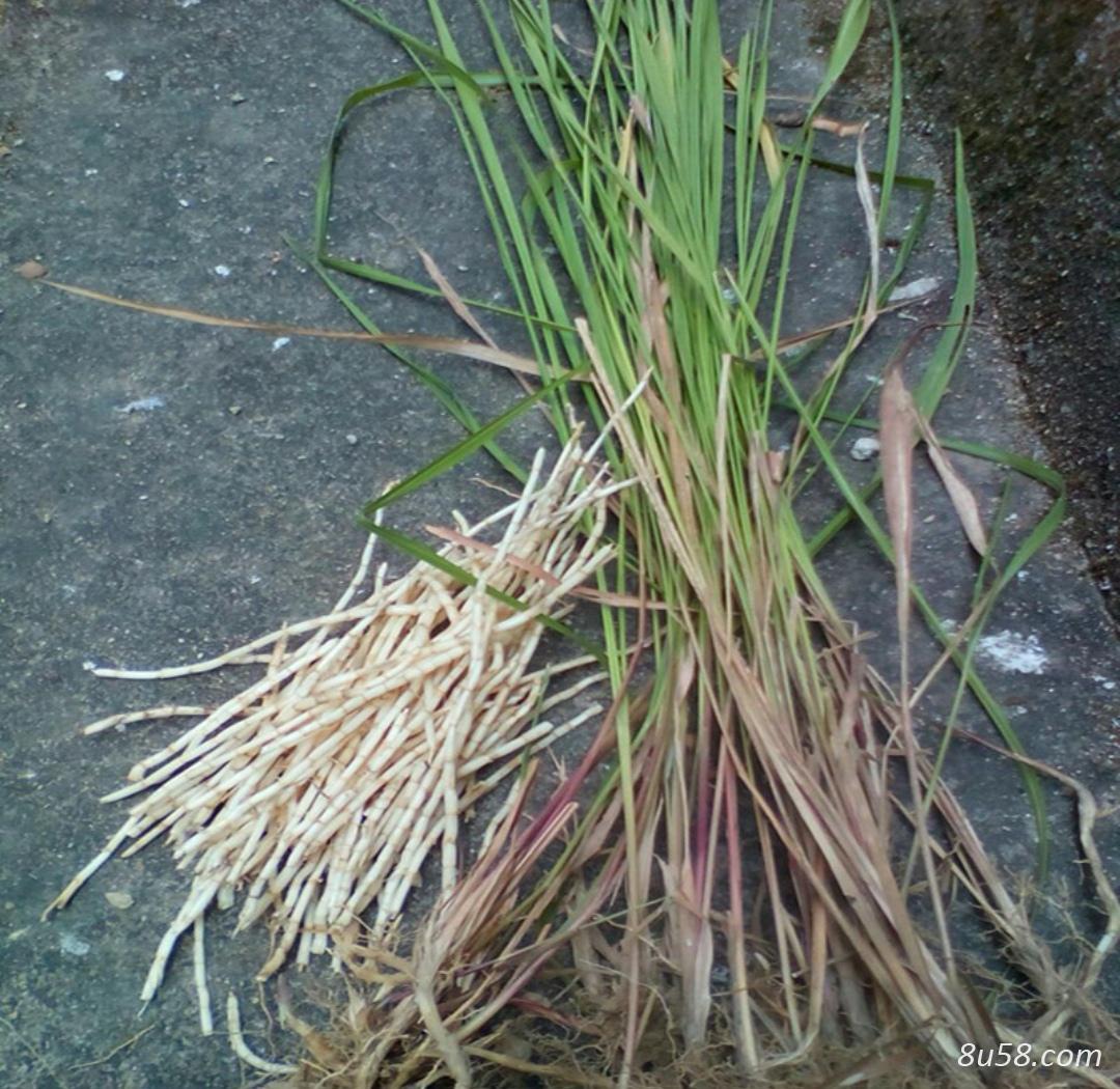 茅草根