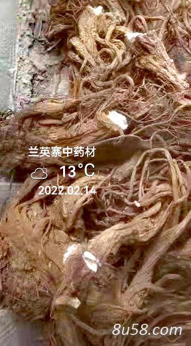 专业种植独活