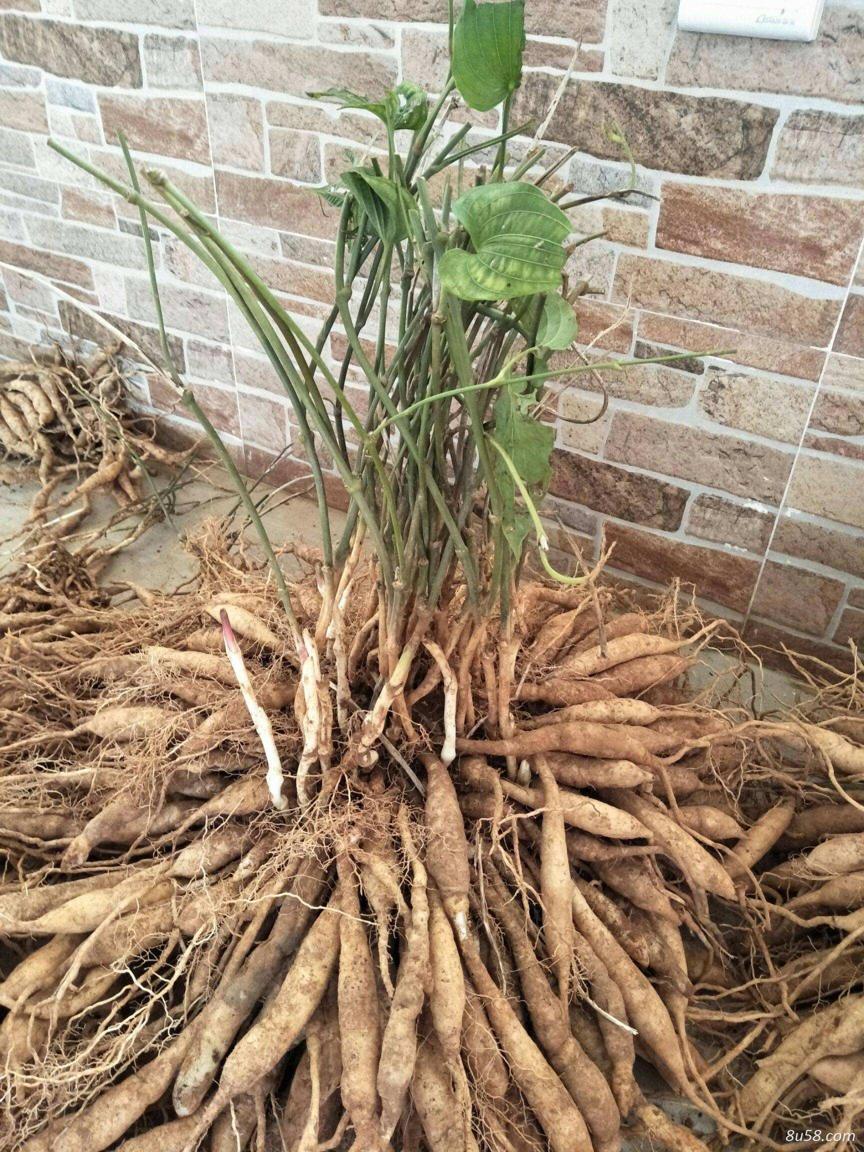 野生百部