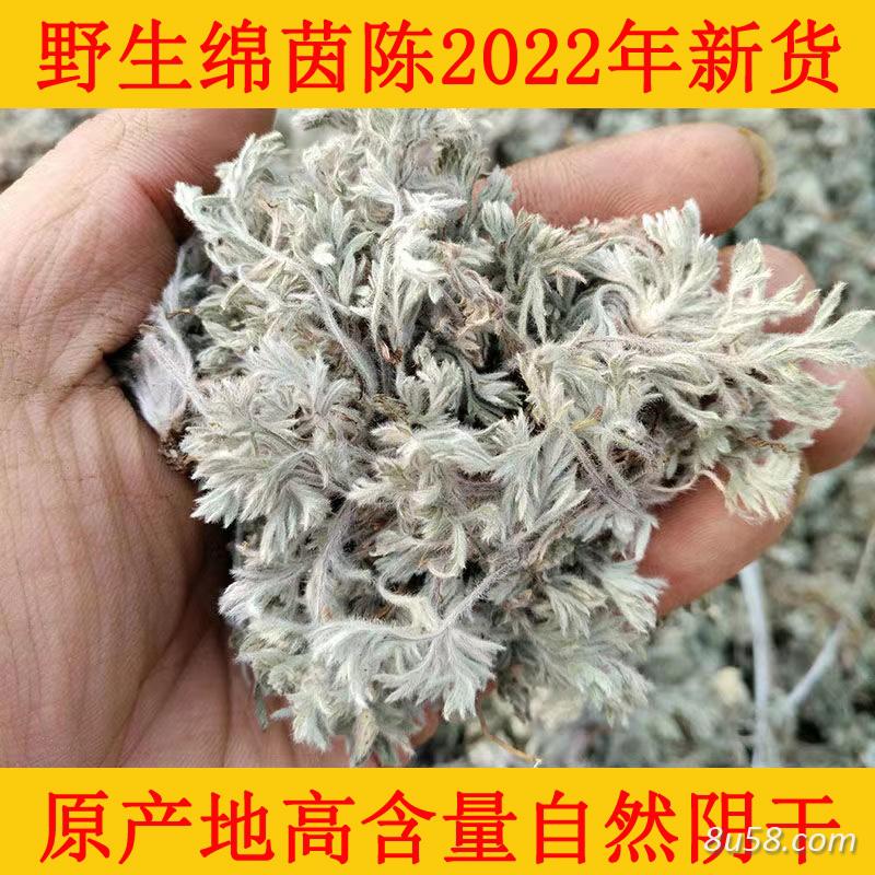 供应大量白蒿苗干品