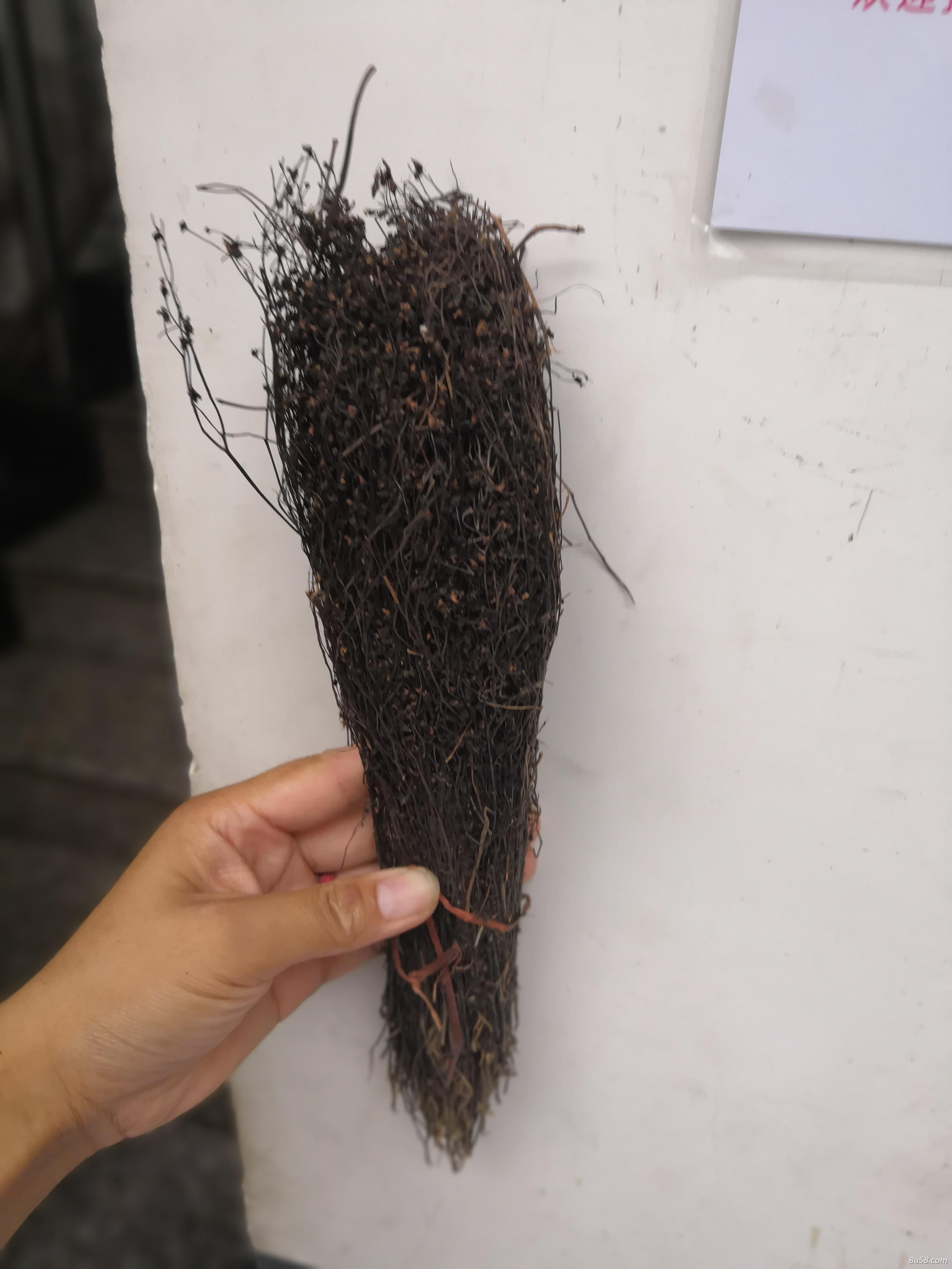 出售毛膏菜产地价格毛膏菜专卖毛膏菜的功效