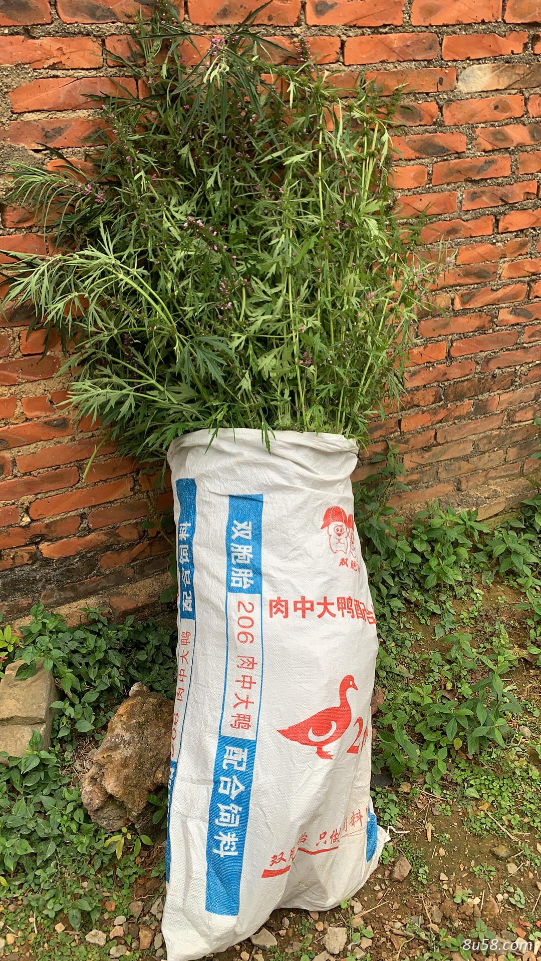 野生益母草